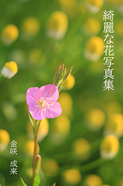 【s874ahezj00001】綺麗な花写真集1