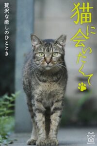 【k979amtds00021】猫に会いたくて 贅沢な癒しのひととき